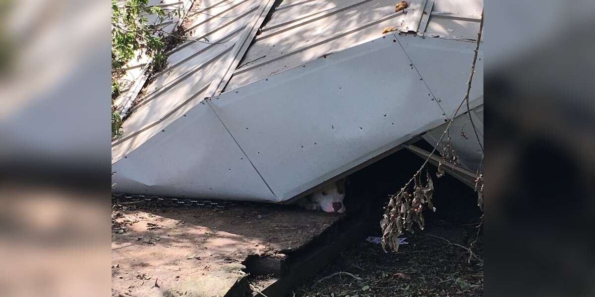 Dog Miraculously Survives Hurricane Ida Trapped Under Shed The Dodo
