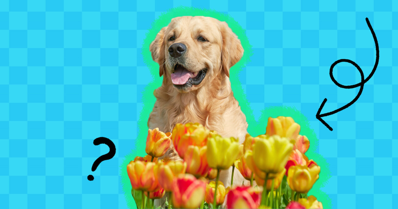 Are Tulips Toxic To Dogs? DodoWell The Dodo