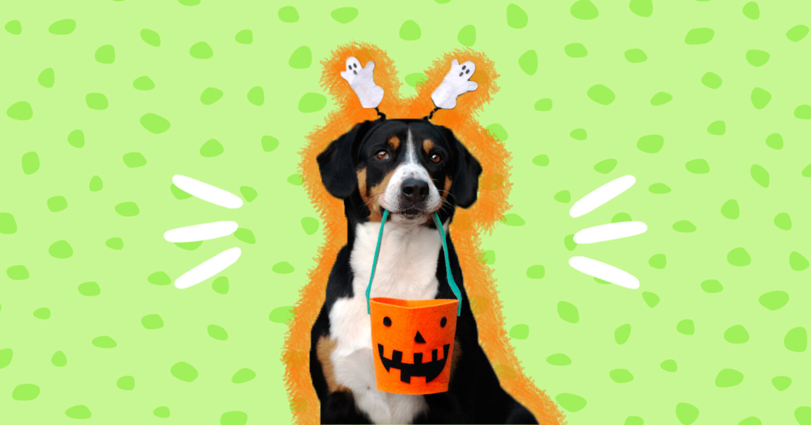 TrickOrTreating With Your Dog Expert Tips For A Fun And Safe
