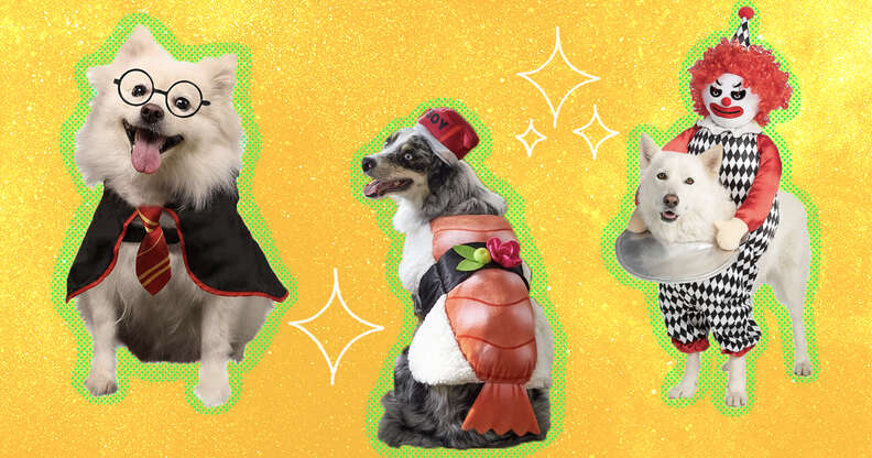 Dog Costumes: The 22 Best Options For Halloween 2022 - Dodowell - The Dodo