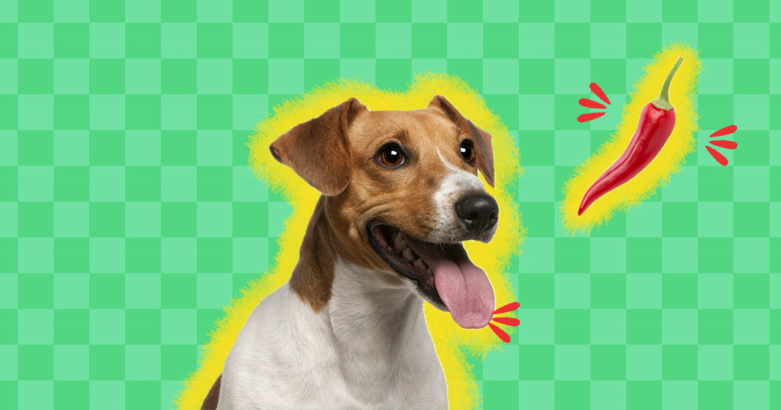 Can Dogs Eat Spicy Food? DodoWell The Dodo