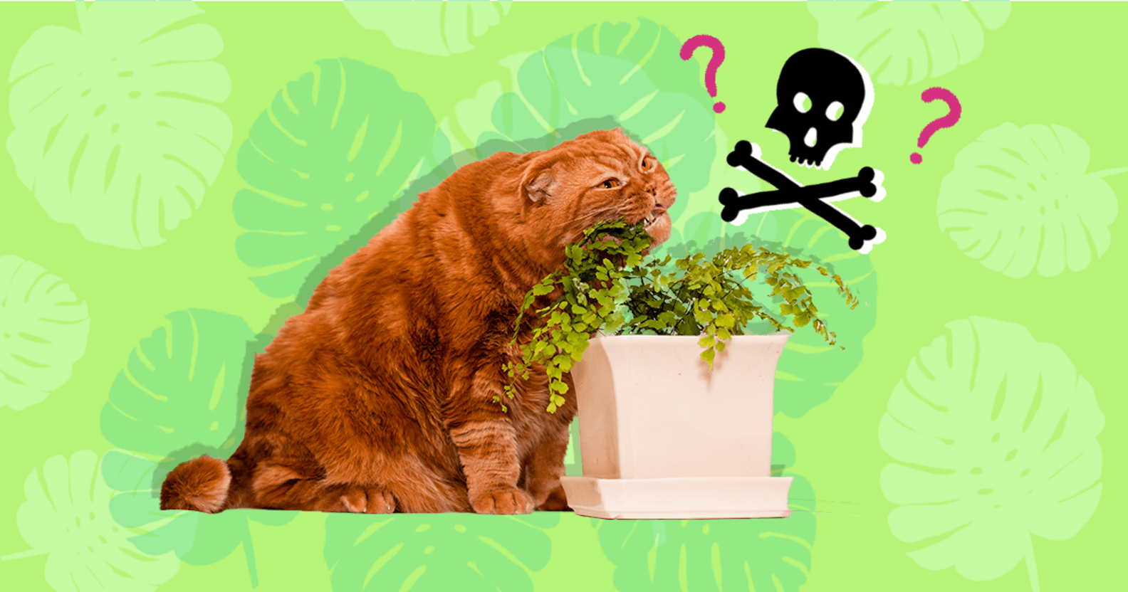 10+ Common Plants Poisonous To Cats DodoWell The Dodo
