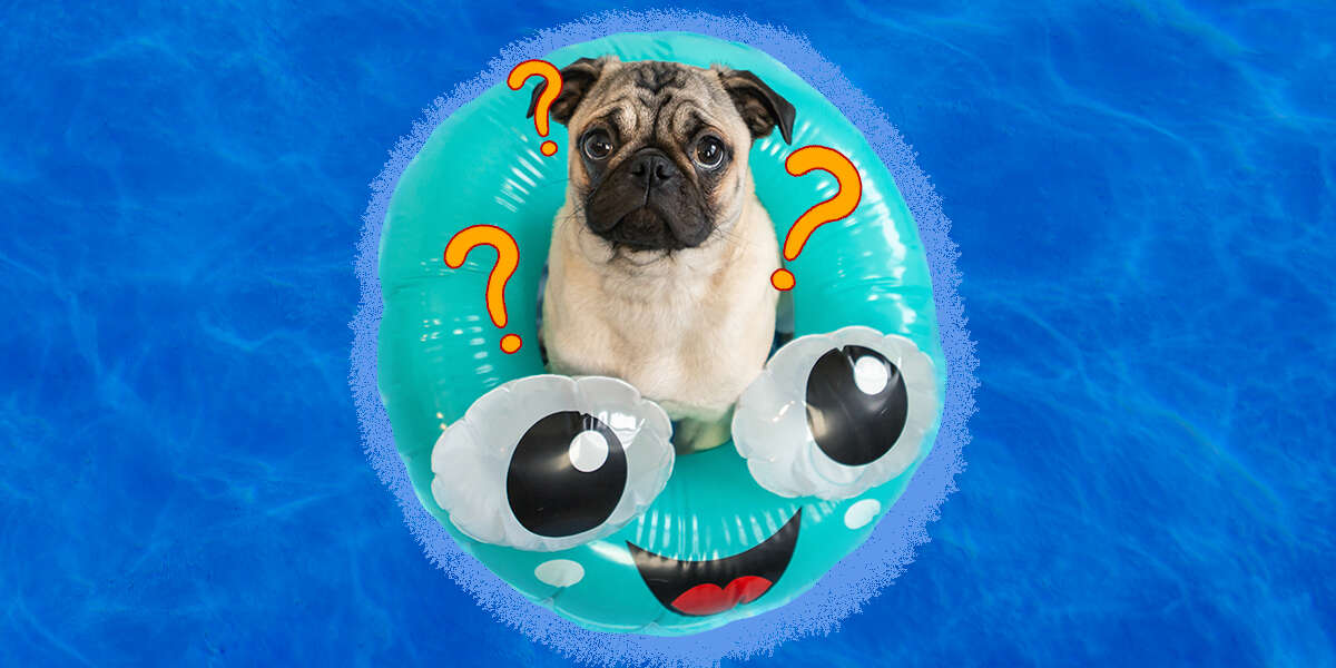 16 Dogs That Love Water And Swimming (And Why Some Breeds Don’t