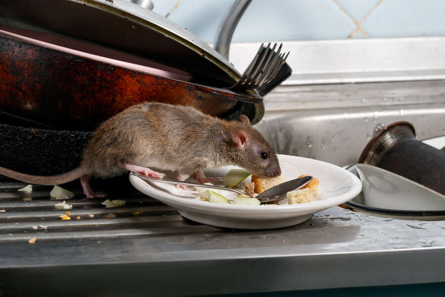 Where Are the Worst Cities with Rat Problems in the United States in