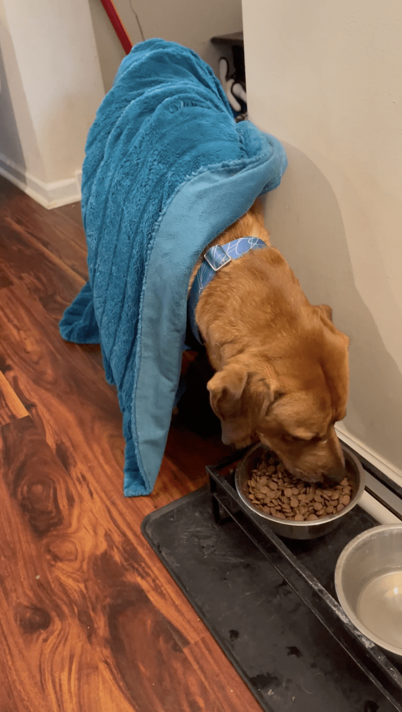 Family Gave Rescue Dog A Blanket And Now He Takes It Everywhere The Dodo