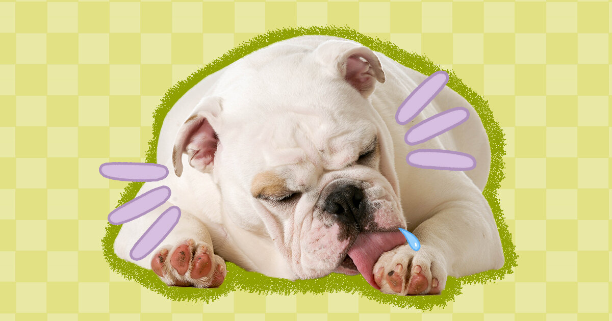 Why Do Dogs Lick Their Paws? DodoWell The Dodo