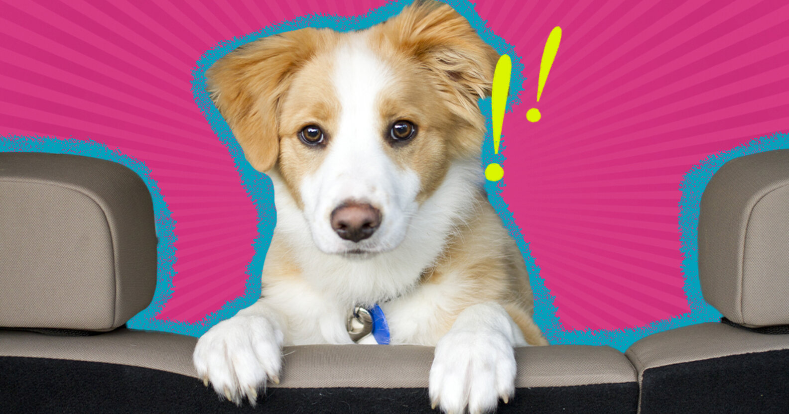 How To Travel With A Dog In The Car DodoWell The Dodo