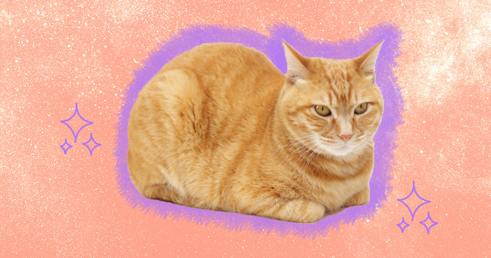 Why Do Cats Loaf? DodoWell The Dodo