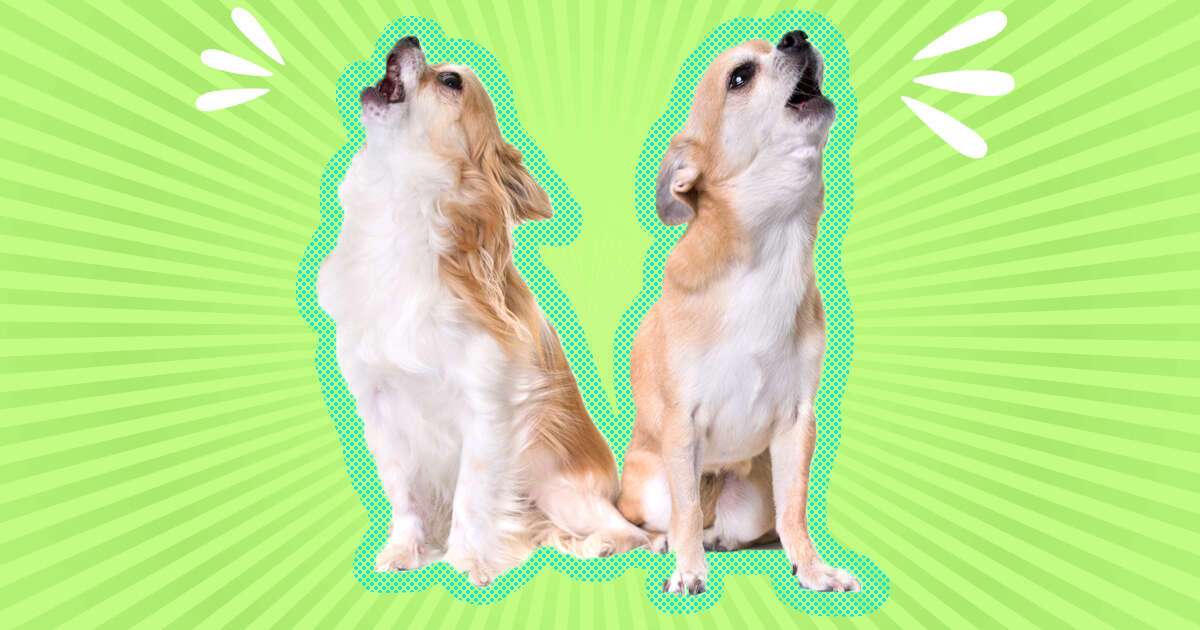 my puppy barks all day while i am at work Delois Mcgill