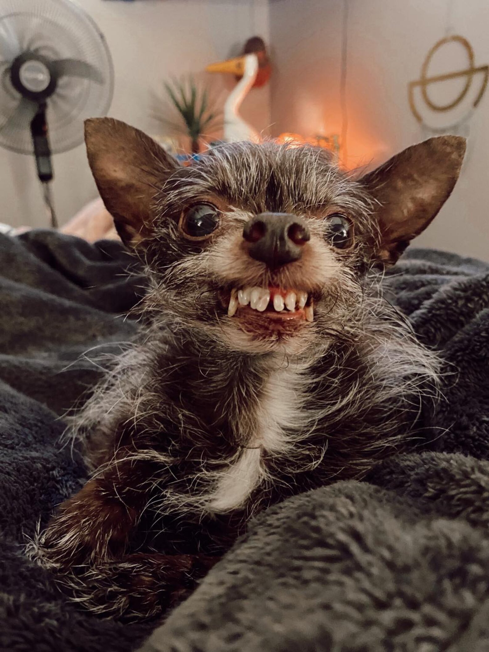 Little 'Werewolf' Dog Has A Smile That's Perfect For Halloween The Dodo
