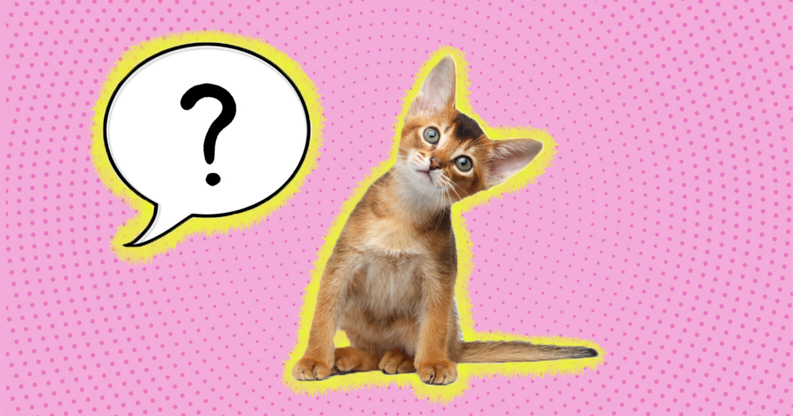 Do Cats Understand Words? DodoWell The Dodo