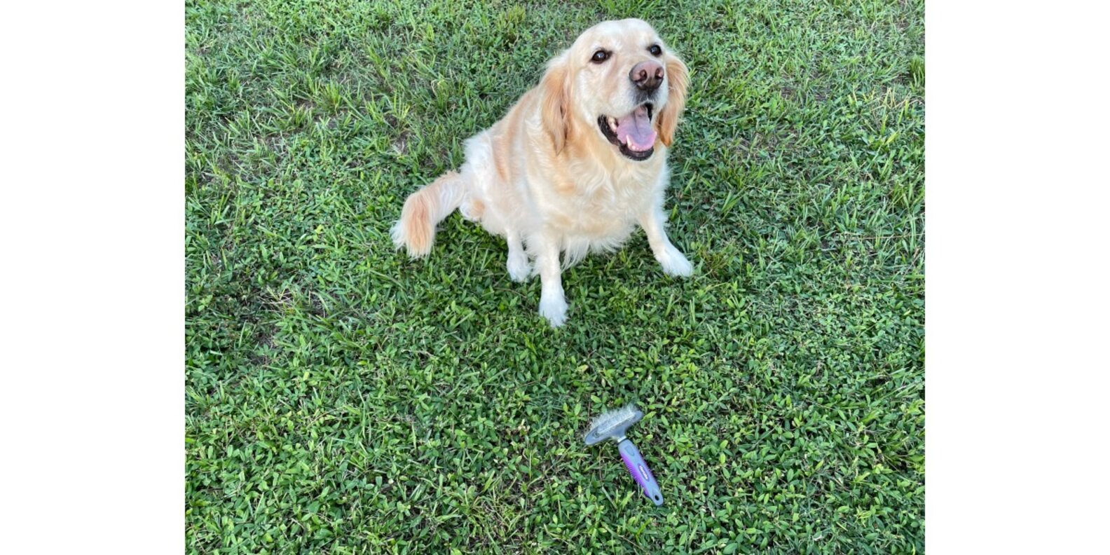 Hertzko 2in1 Comb And Deshedding Tool Reviews Does It Work? Paw of