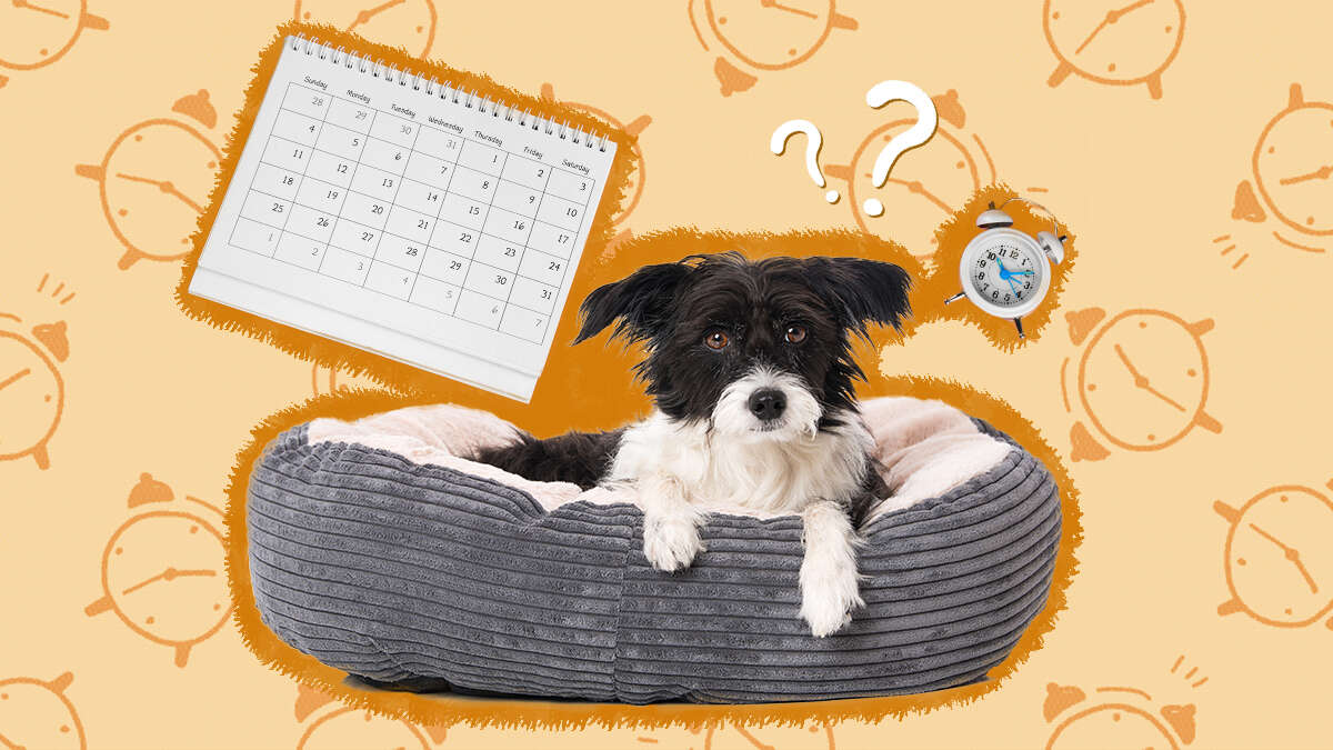 How Long Can A Dog With Heartworms Live