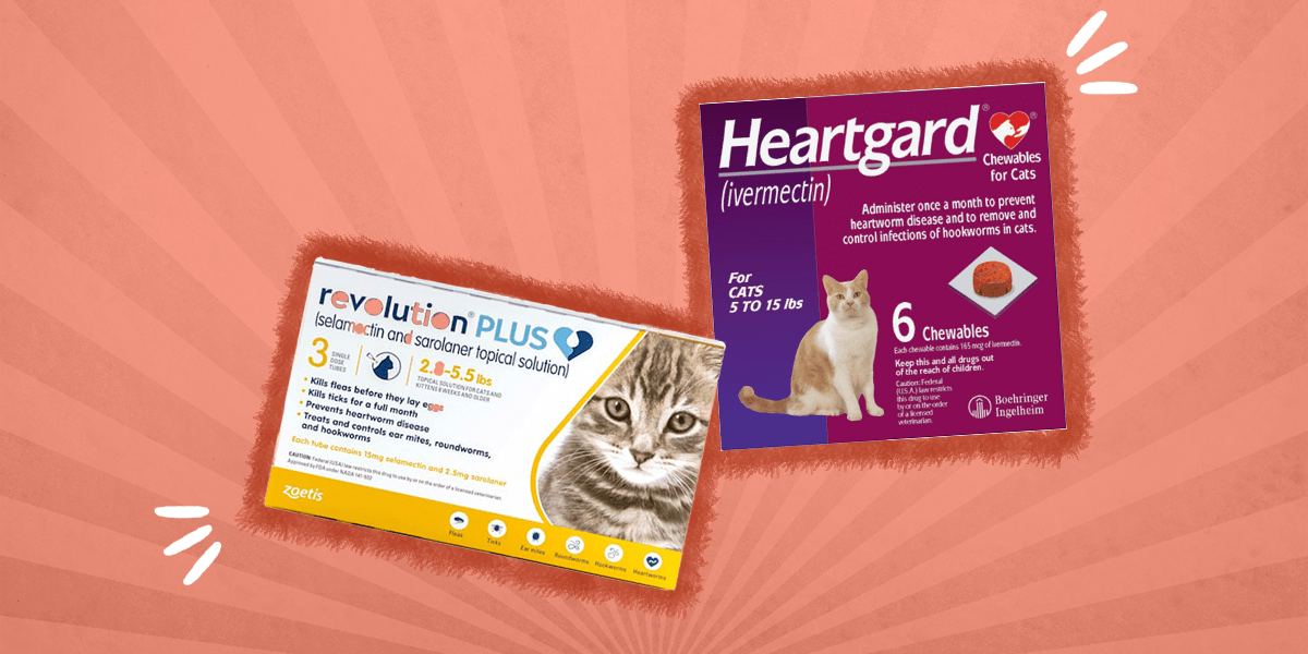 7 Best Heartworm Prevention Medicines For Cats DodoWell The Dodo