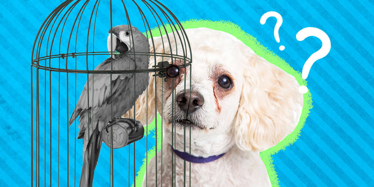 Are Dogs Color Blind? Or Can They See Some Colors? DodoWell The Dodo