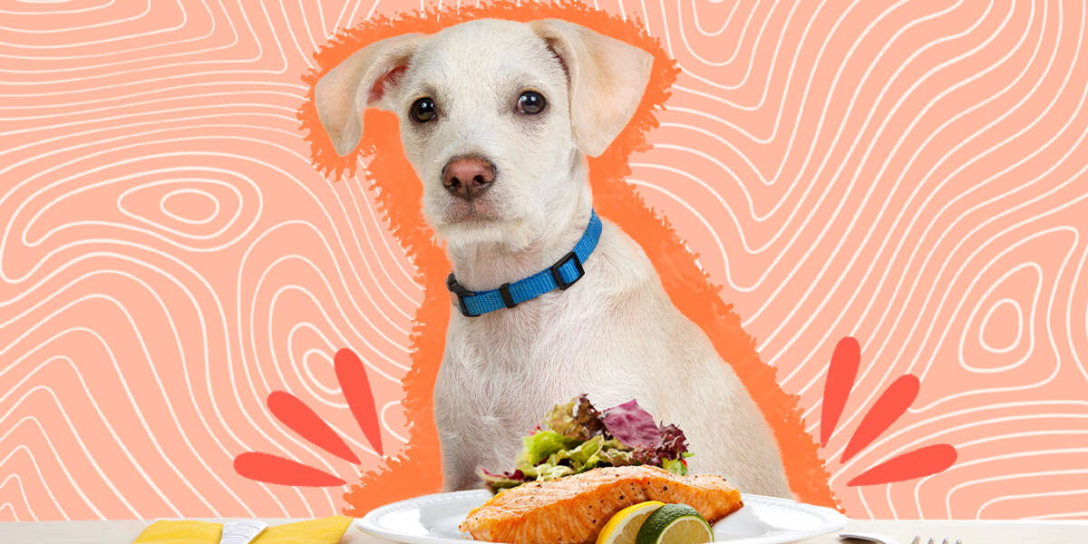 Can Dogs Eat Salmon Safely? The Experts Weighs In DodoWell The Dodo