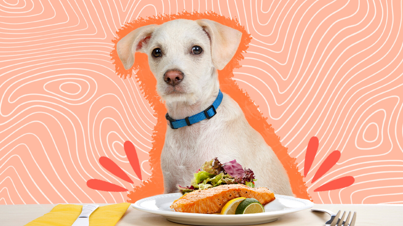 Can Dogs Eat Salmon Safely? The Experts Weighs In DodoWell The Dodo