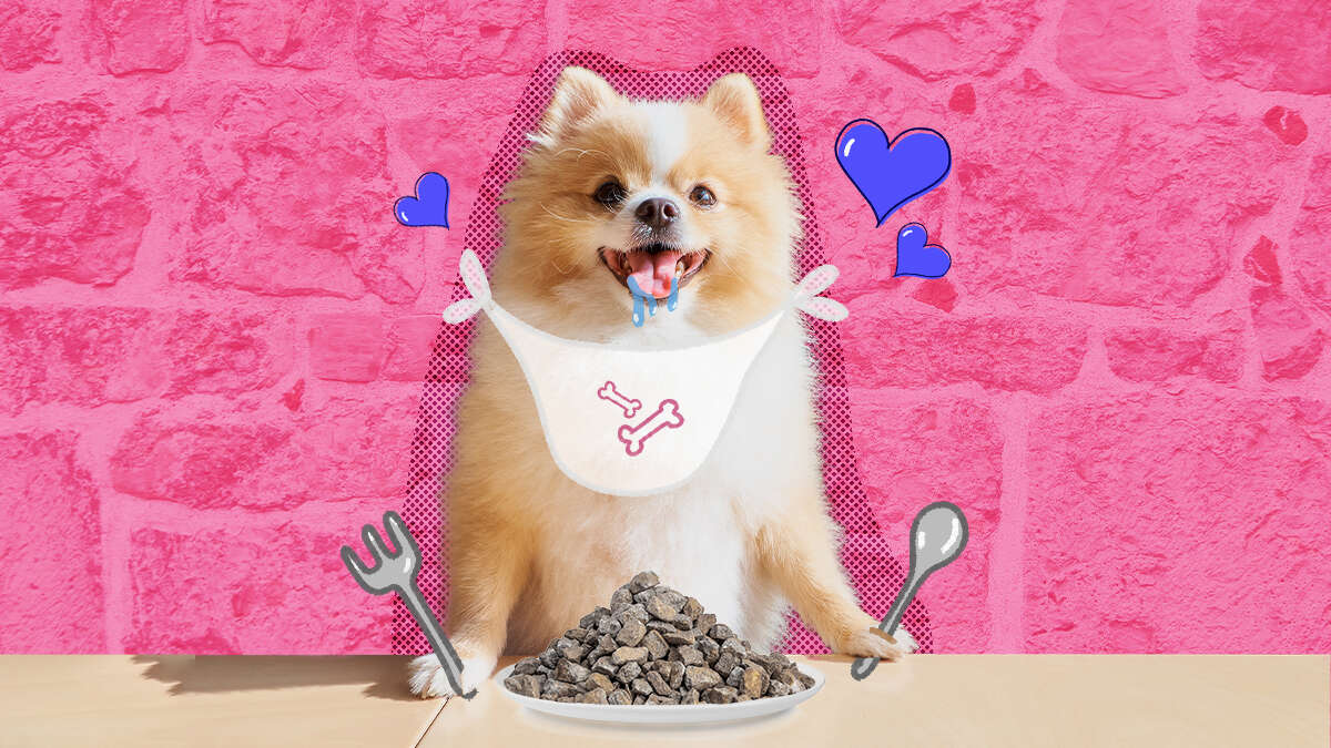 Why Do Dogs Eat Gravel