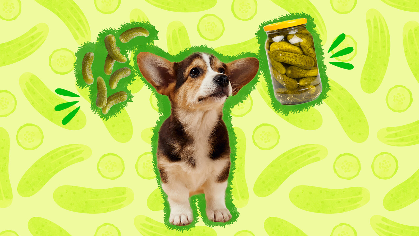Can Dogs Eat Pickles Safely? DodoWell The Dodo
