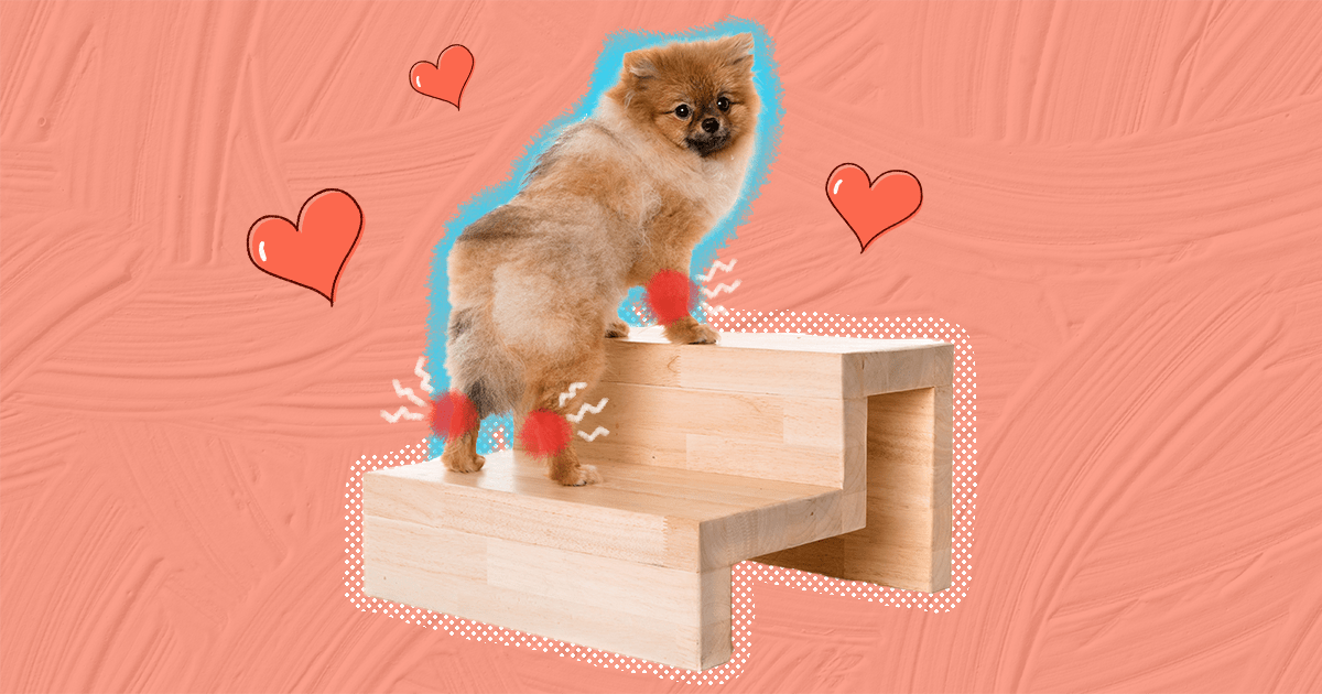 Do Heating Pads Help Dogs With Arthritis In Back Legs