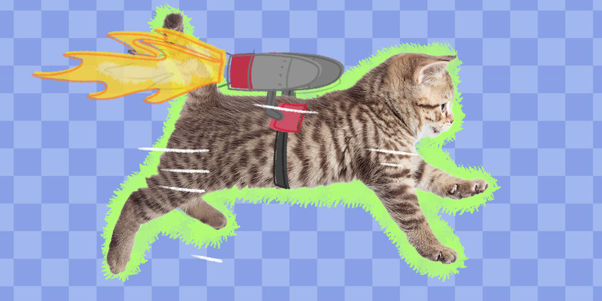 Can Cats Get Zoomies? DodoWell The Dodo