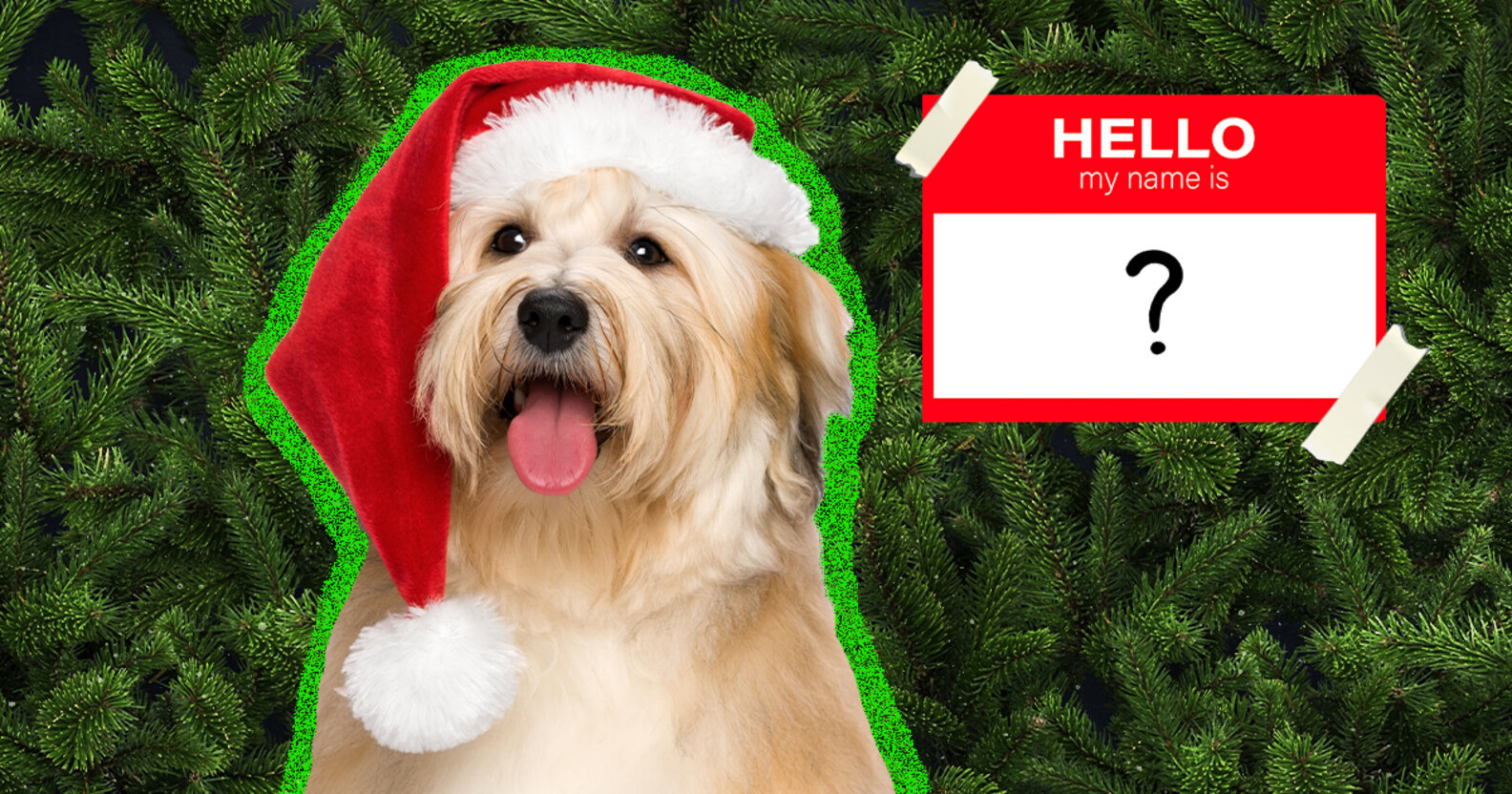 150+ Christmas Dog Names That Are Festive And Fun DodoWell The Dodo