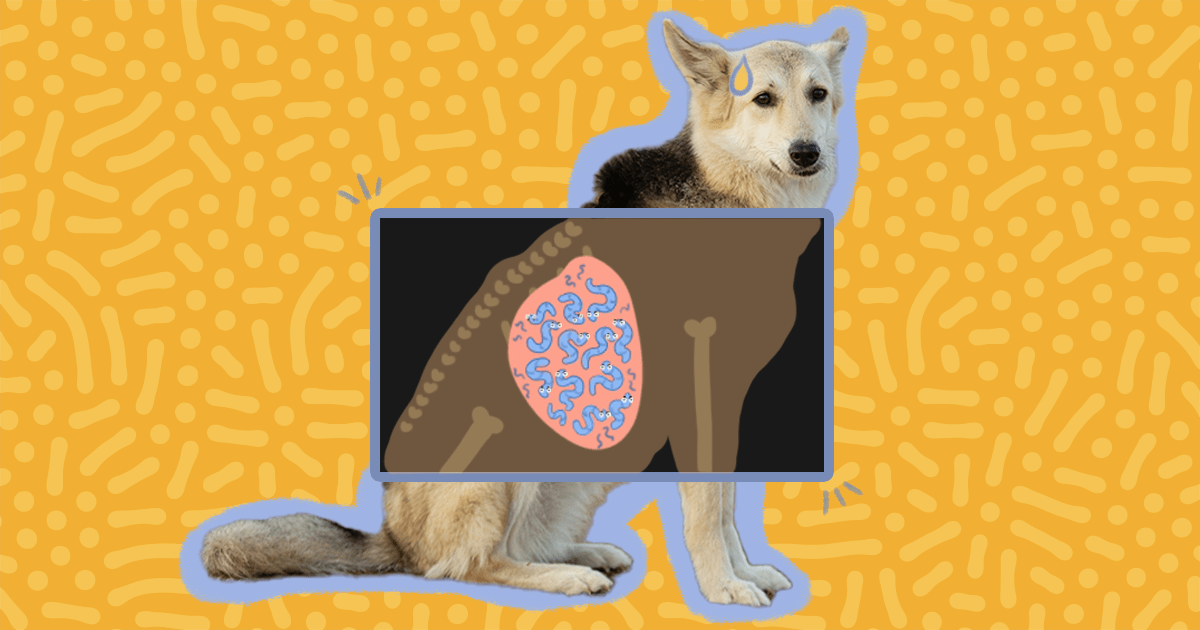 How Contagious Are Worms In Dogs