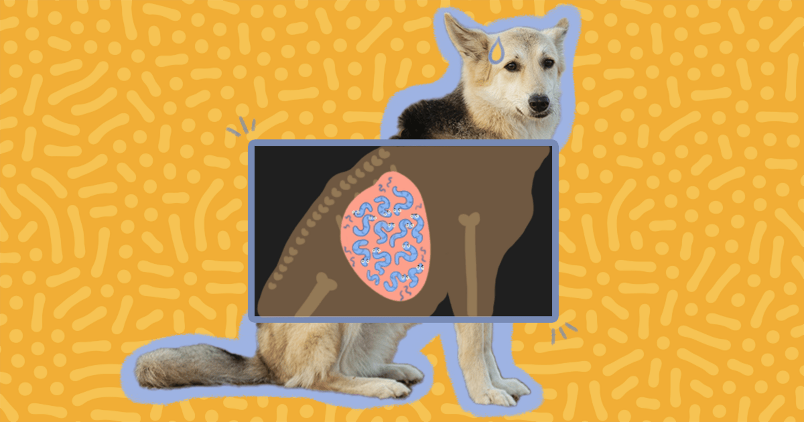 Treating Parasites In Dogs Heartworm, Hookworm and Tapeworm Treatment DodoWell The Dodo