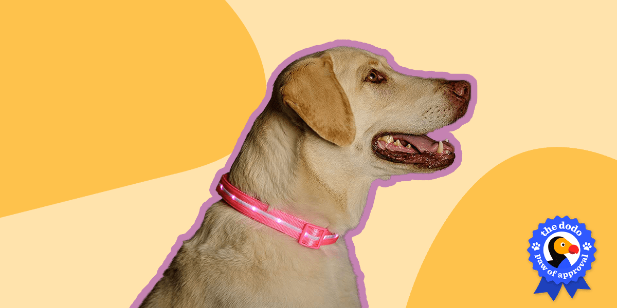 Blazin Safety LED Dog Collar Review Does It Work? Paw of Approval