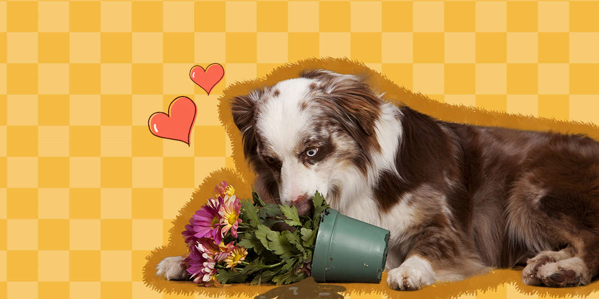 Why Do Dogs Eat Dirt? DodoWell The Dodo