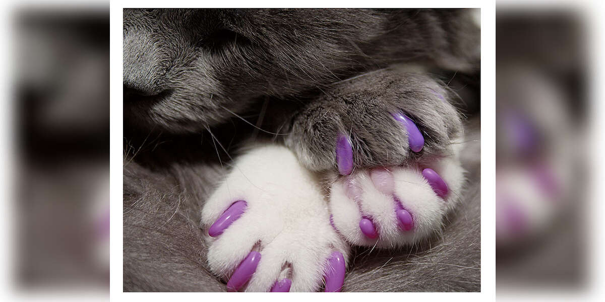 5 Best Cat Claw Covers On Amazon DodoWell The Dodo