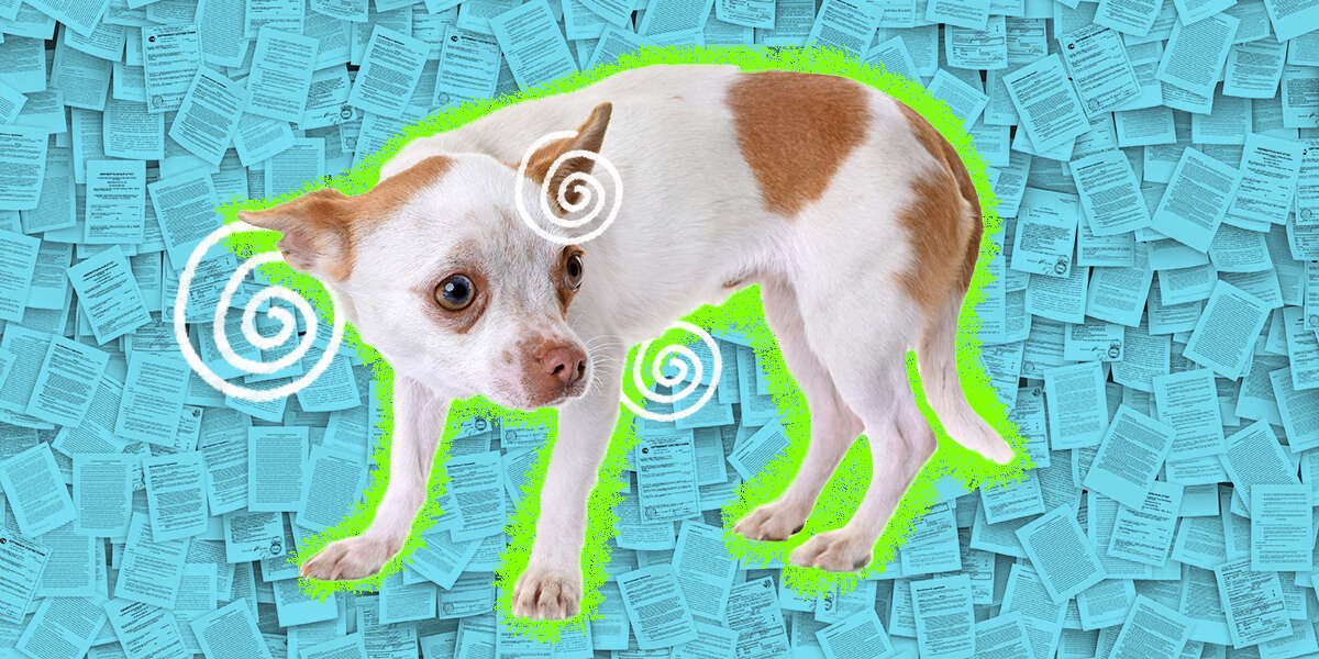 What Does Pet Insurance Cover? DodoWell The Dodo