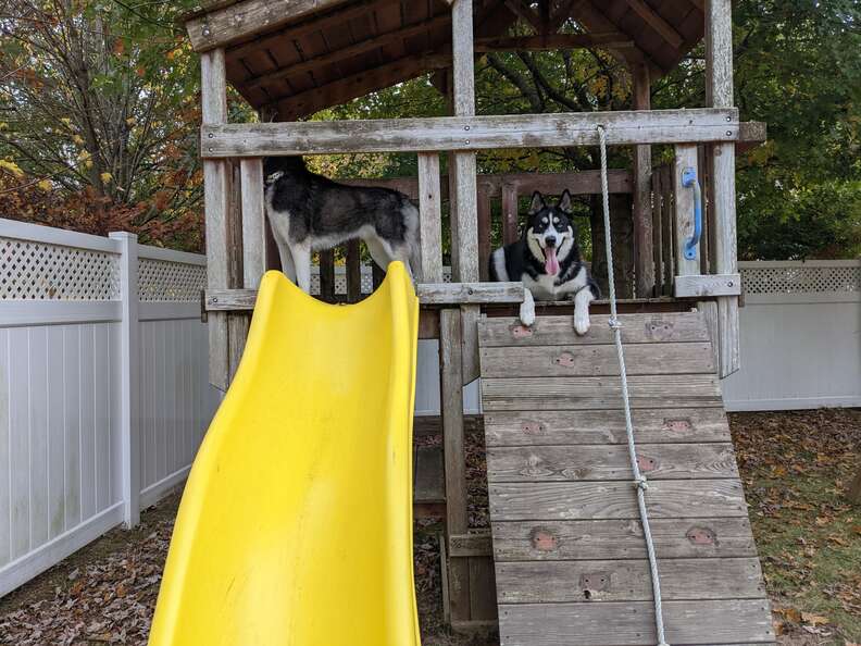 New House Comes With Swing Set And Dogs Are Thrilled The Dodo