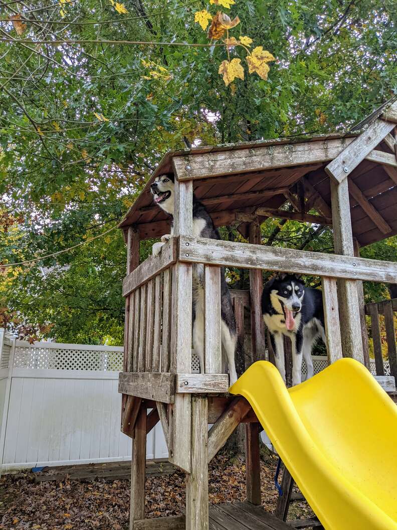 New House Comes With Swing Set And Dogs Are Thrilled The Dodo