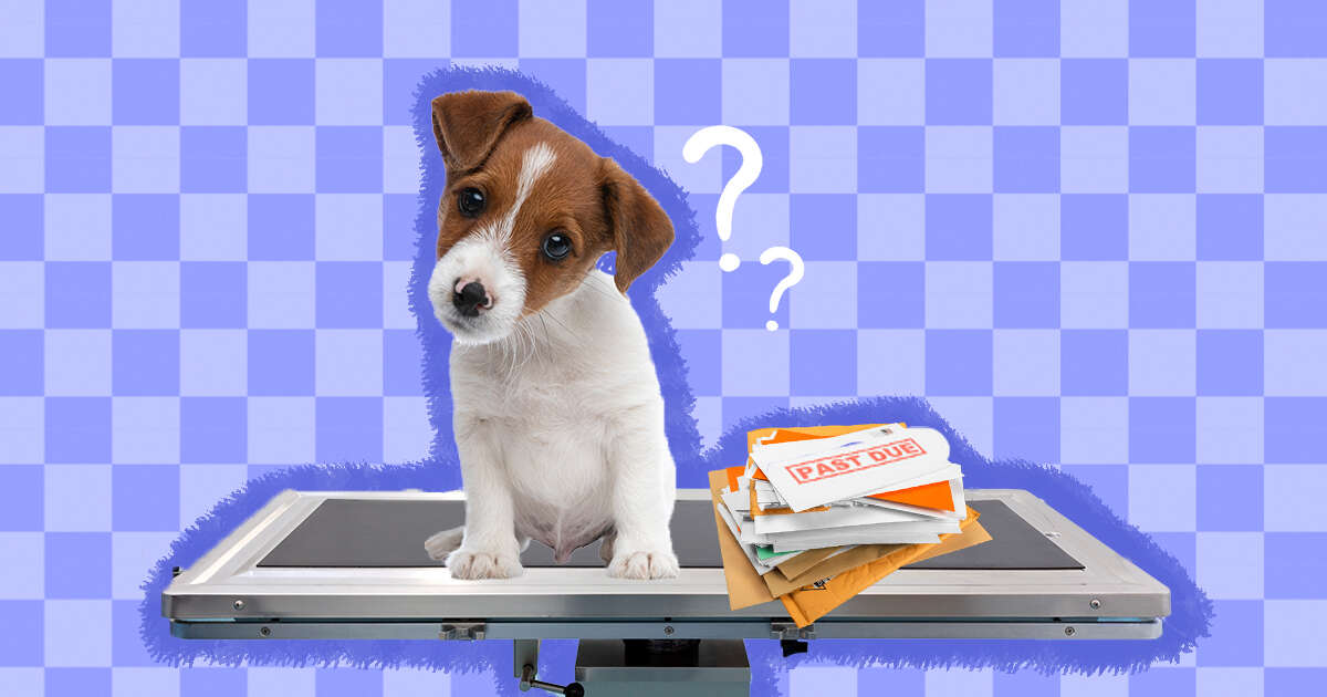 What Do I Do If I Can't Pay My Vet Bill?