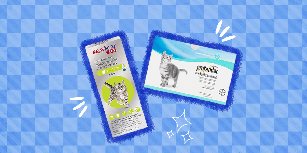 Cat Parasite Treatment Intestinal And External Parasites DodoWell