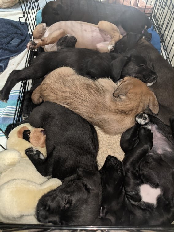 Puppies Refuse To Believe They've Outgrown Their Nap Crate The Dodo