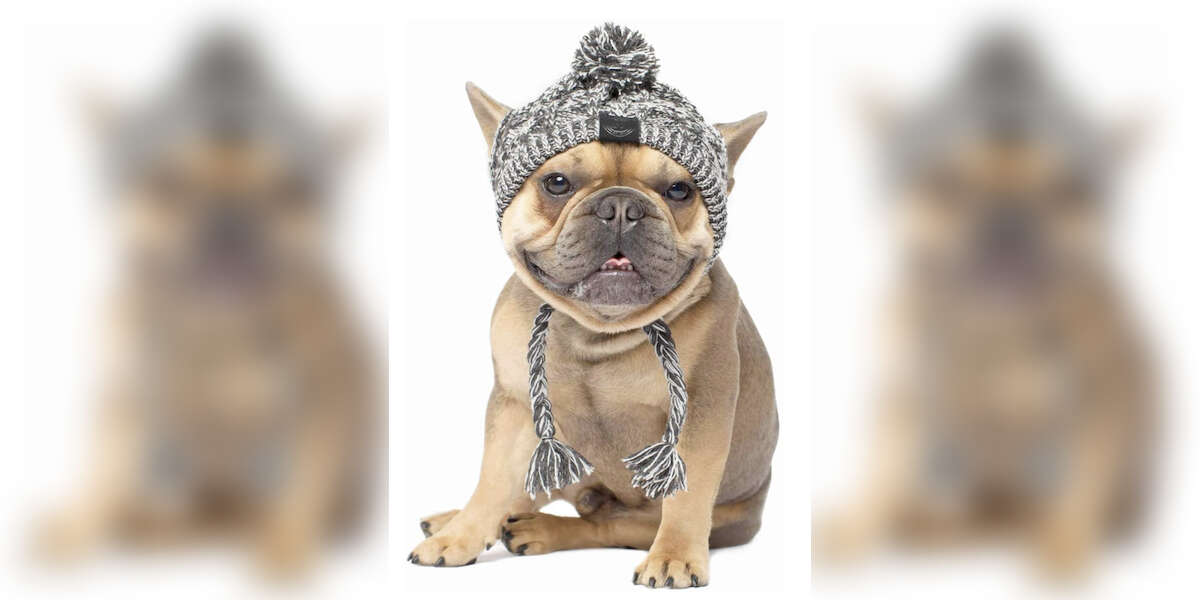 6 Winter Hats For Dogs That Are Toasty Warm DodoWell The Dodo