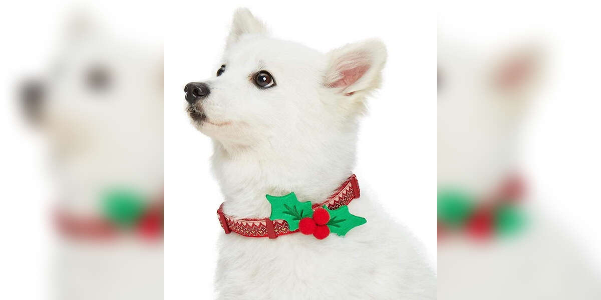 9 Christmas Dog Collars You Can Get On Amazon For The Holiday Season DodoWell The Dodo