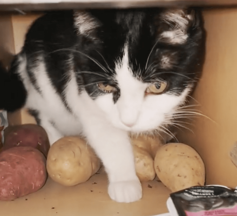 Cat Has Weird Fascination With His Mom's Potato The Dodo
