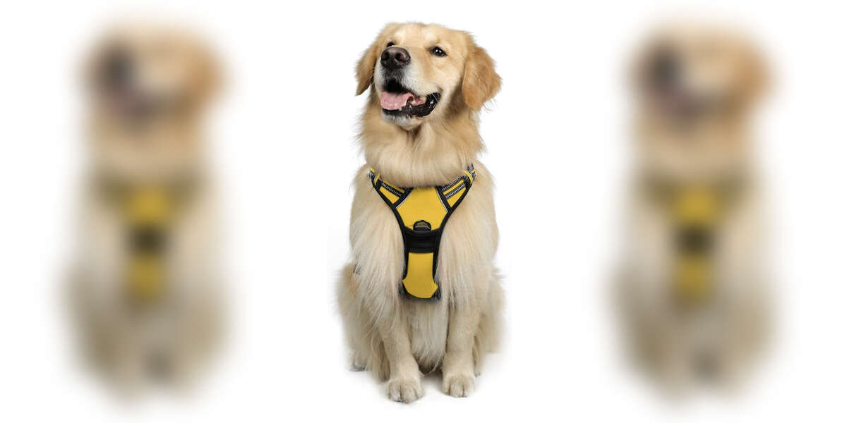 6 HighestRated Dog Harnesses On Amazon DodoWell The Dodo
