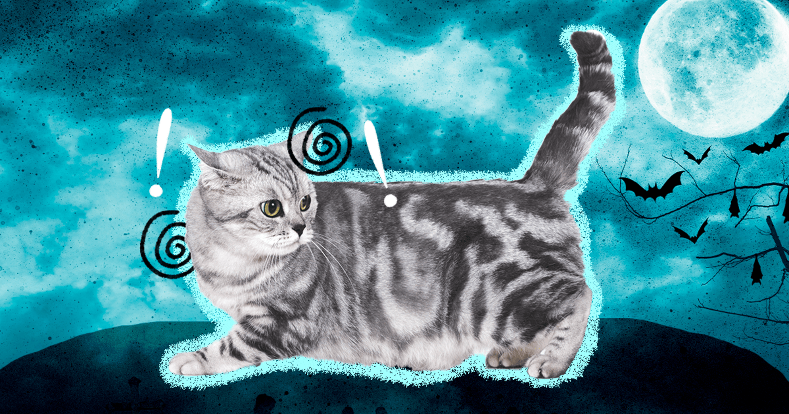 Cat Anxiety Causes, Symptoms And Treatment DodoWell The Dodo