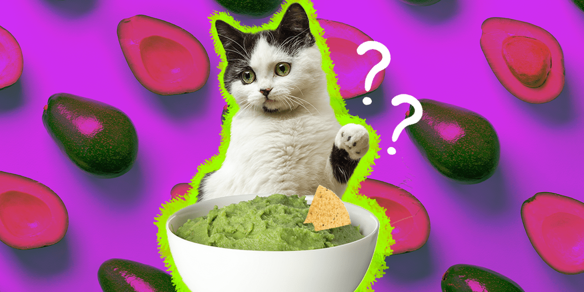Can Cats Eat Avocados? DodoWell The Dodo