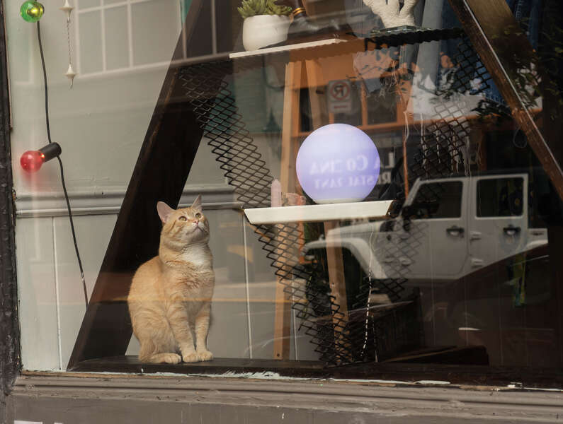 A Cat Hid in a Recliner & Was Accidentally Donated to a Thrift Store