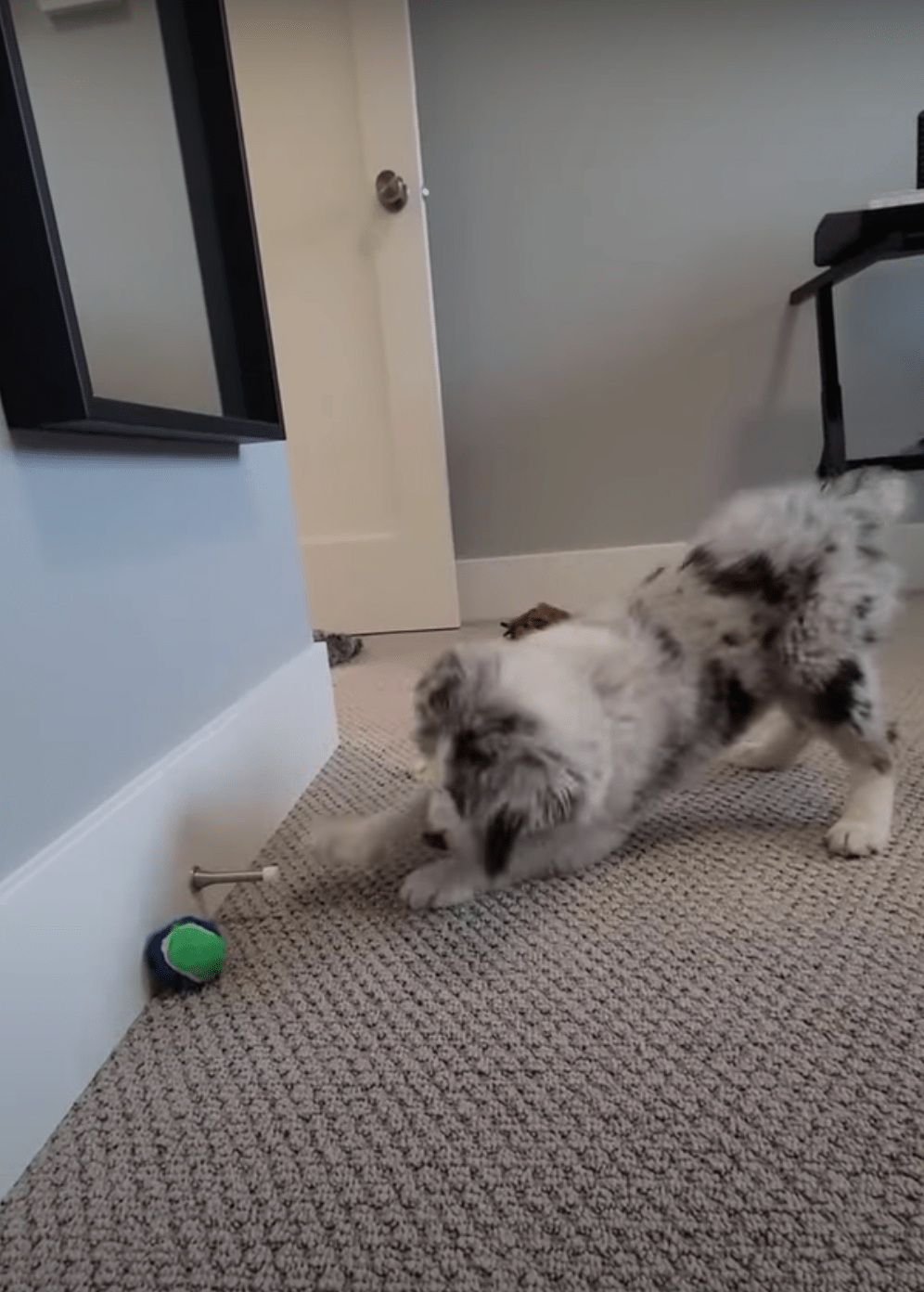 Dog Obsessed With Door Stoppers Gets Best Present Ever The Dodo