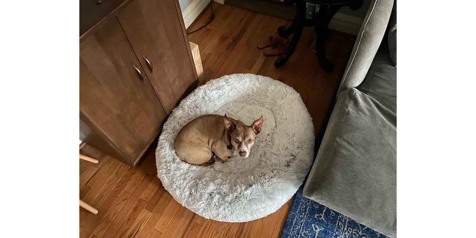 Best Friends By Sheri Calming Donut Bed Reviews Does It Calm Our Pets? Paw of Approval The Dodo