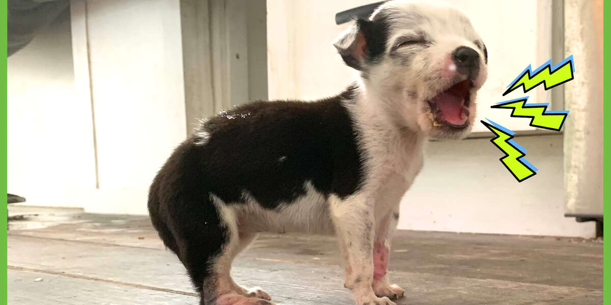 Little Dog Has A BIG Bark! And A Big Heart Videos The Dodo