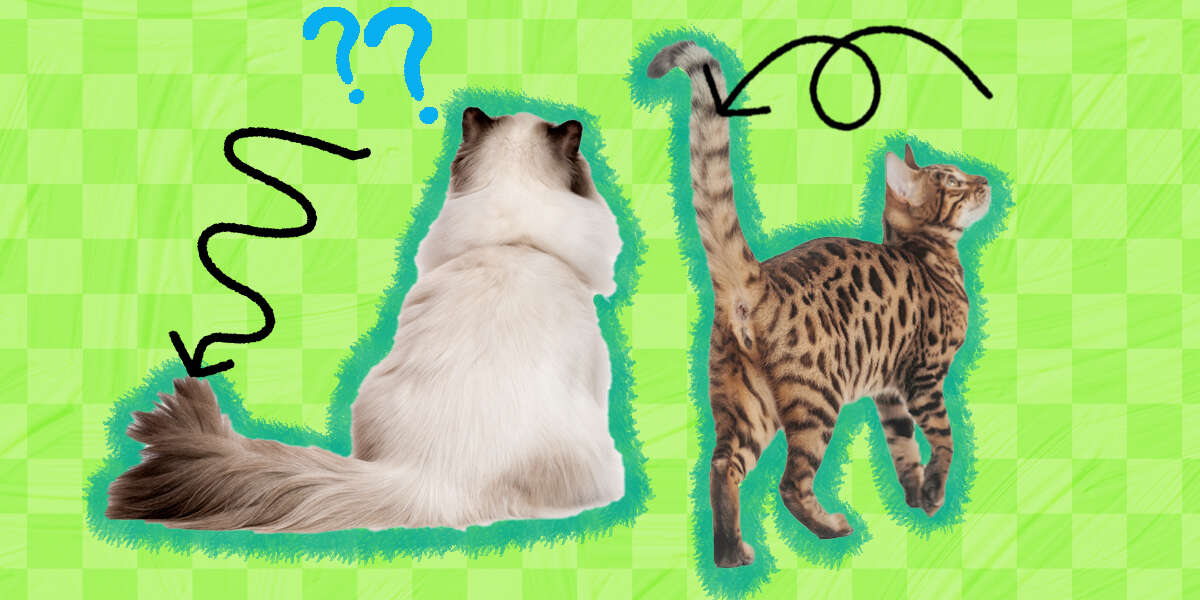 Why Do Cats Have Tails DodoWell The Dodo