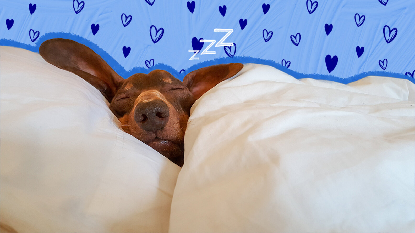 Caring For A Dog After Heartworm Treatment DodoWell The Dodo