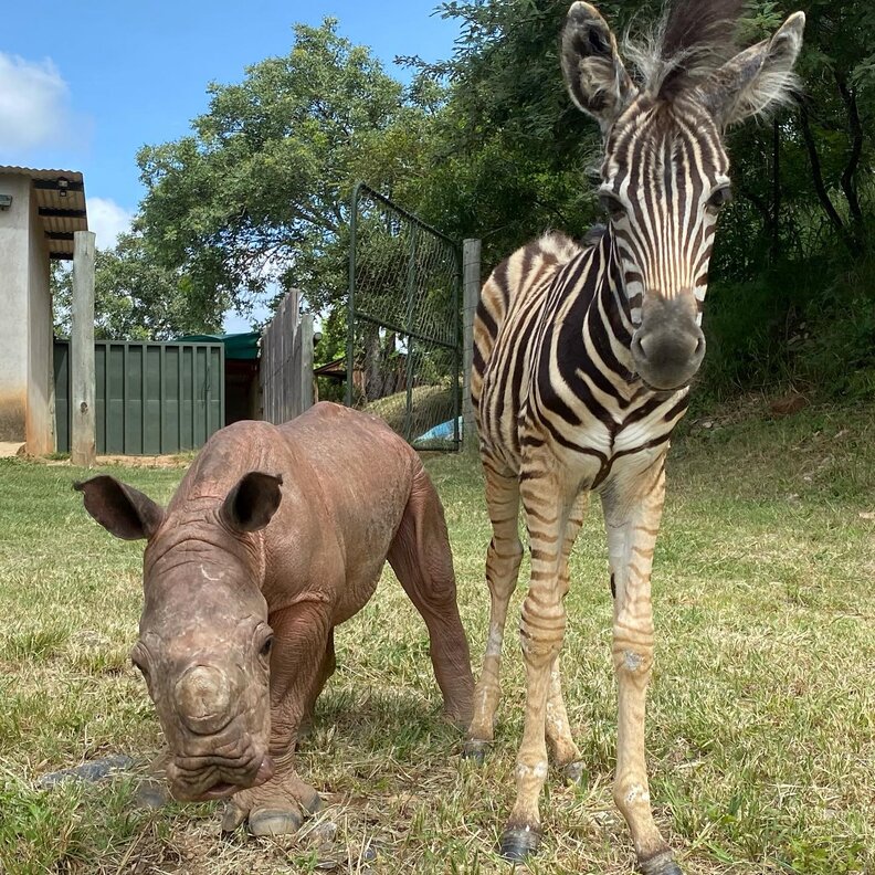 Baby Zebra Comforts Orphaned Rhino Calf And Helps Her Heal The Dodo